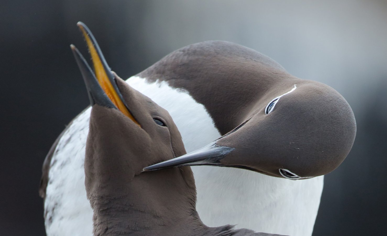feathered_fornication_header_cropped