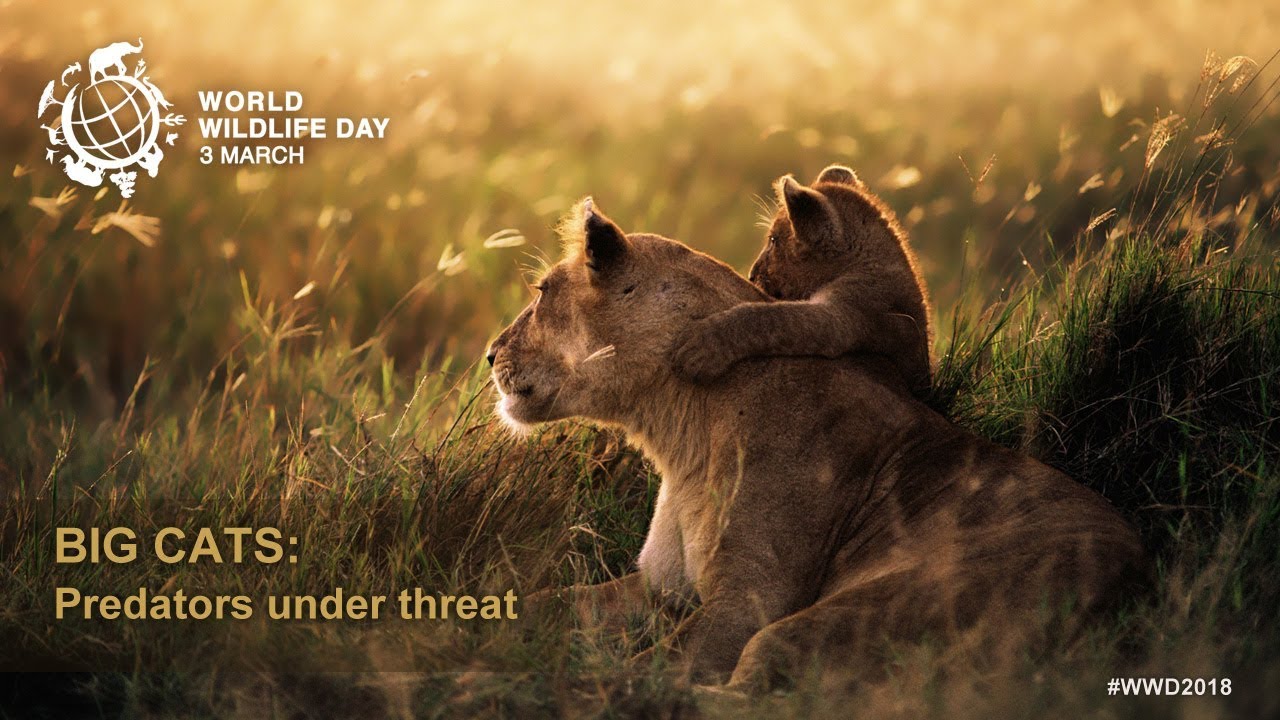 Big cats - predators under threat