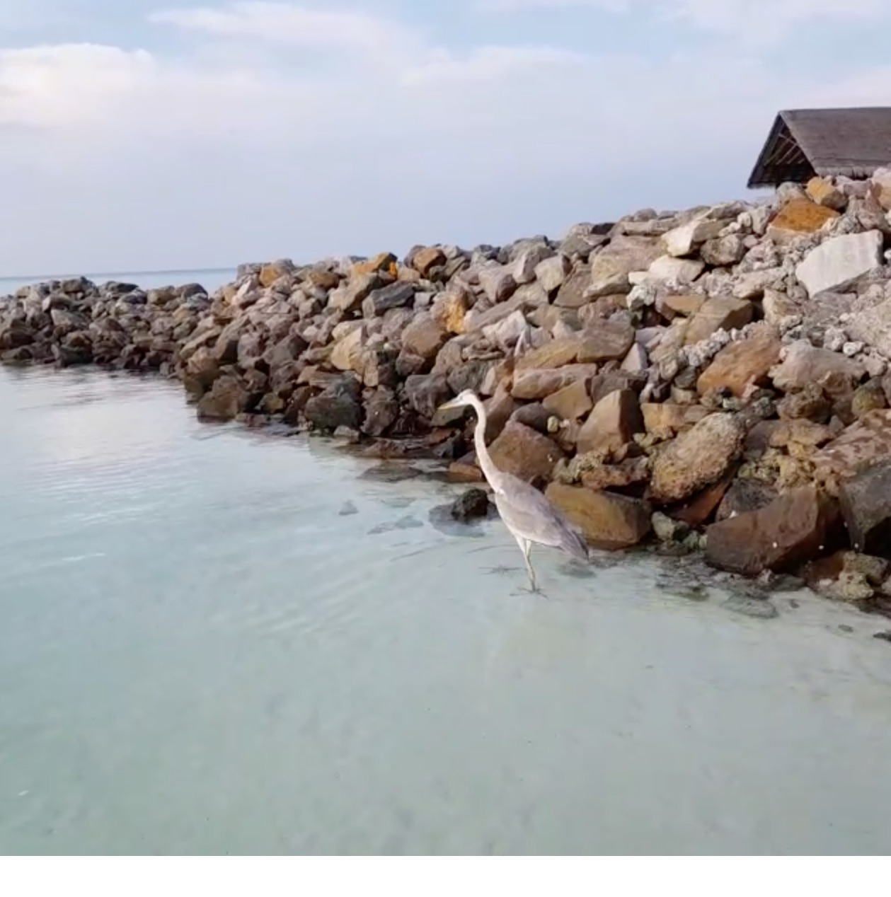 Birds Claudine Aoun Roukoz