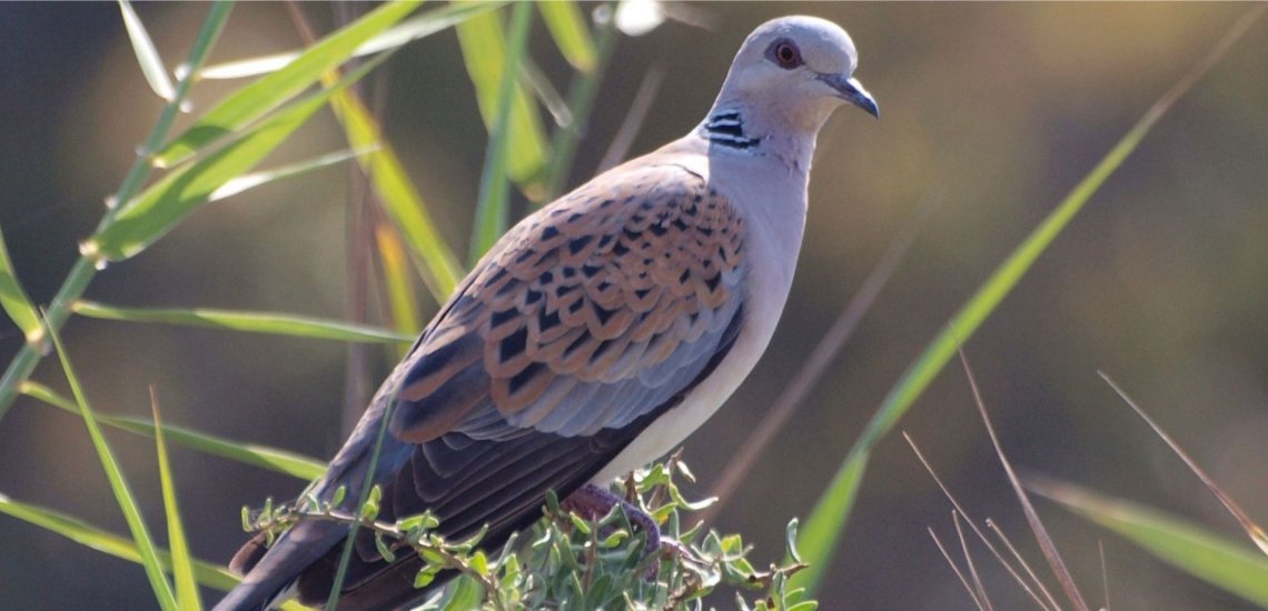 european_turtle_dove_streptopelia_turtur_websitec_revital_salomon