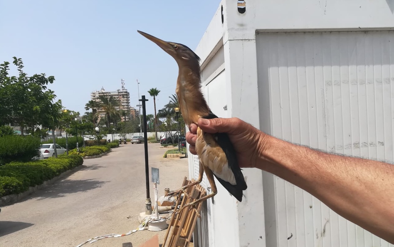 Night Heron Tyre