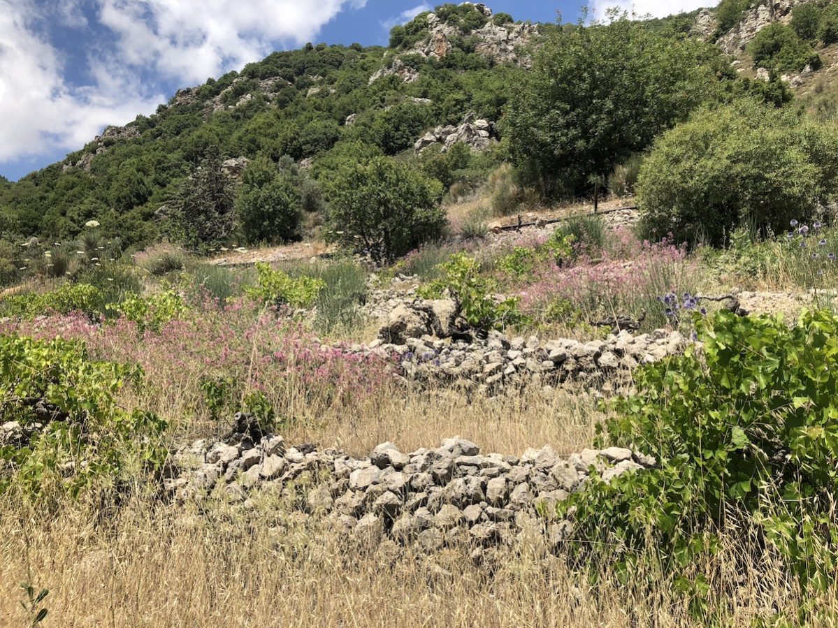 SPNL Monitoring Sites in West Bekaa 8