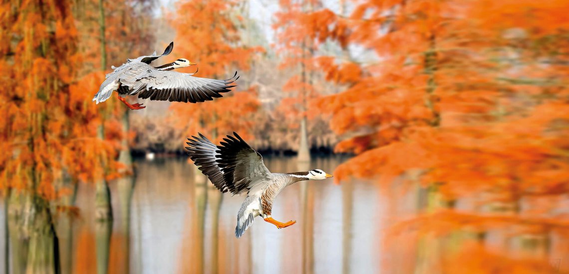 bar-headedgoose_1