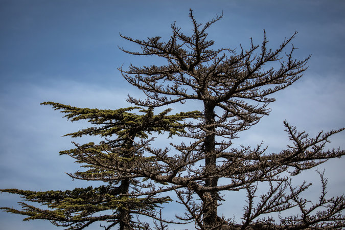 cedars-slideshow-slide-3ZDL-master675