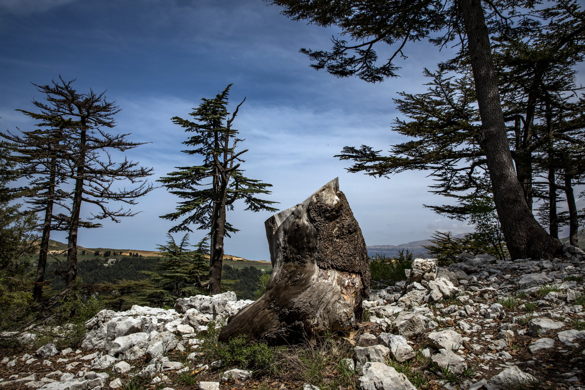 cedars-slideshow-slide-EI6L-superJumbo