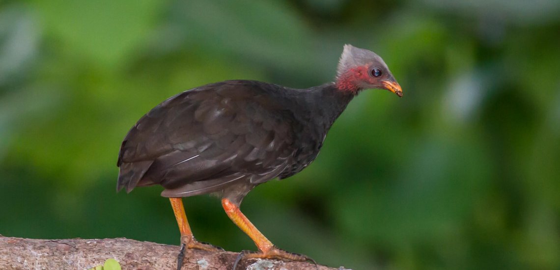 megapode_1
