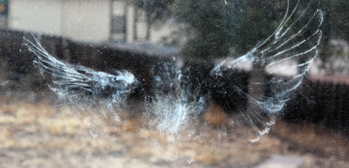 9_windows_bird_safe_cchristopher_bandini_shutterstock_smaller_1