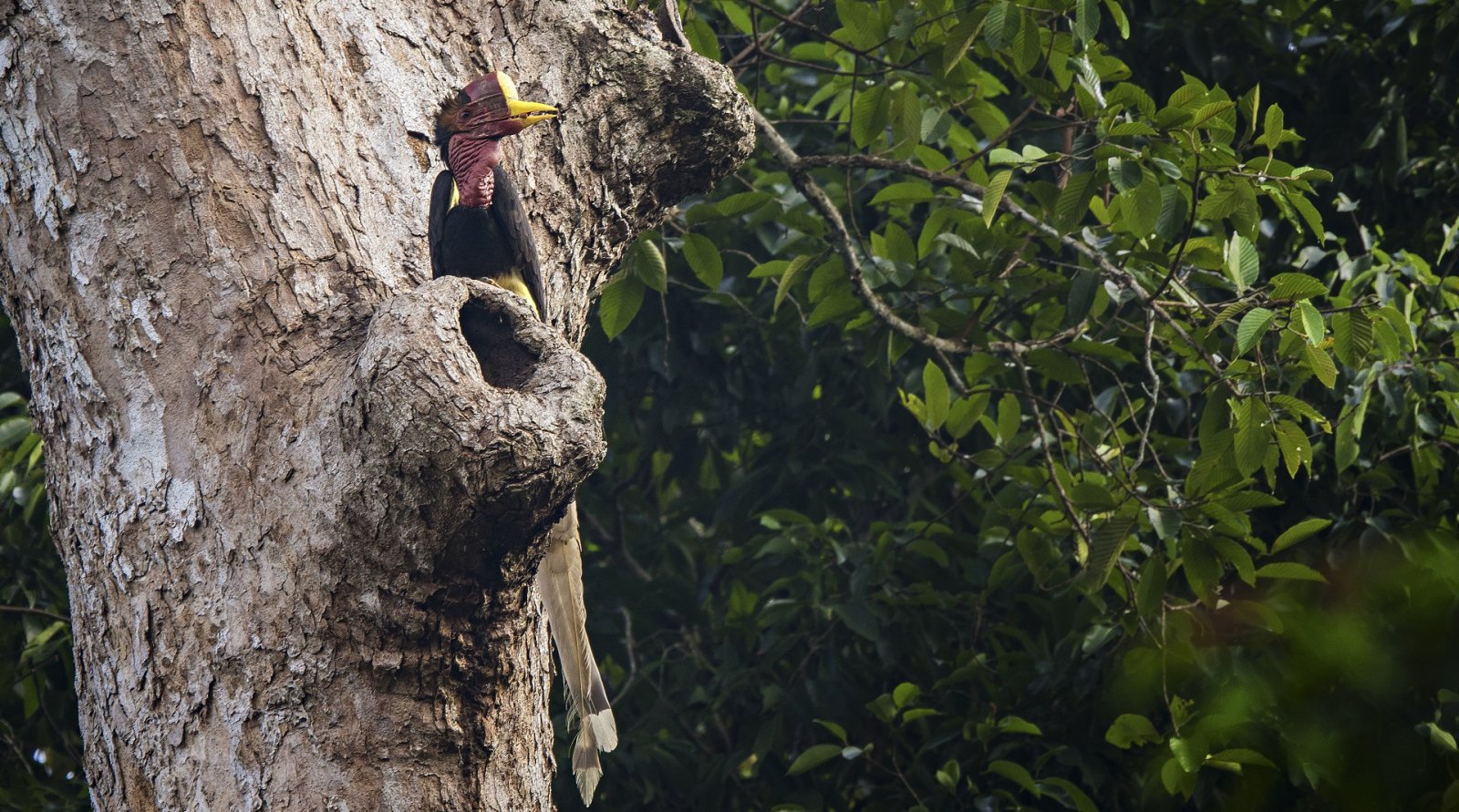 helmeted_hornbill_bjorn_olesen_website