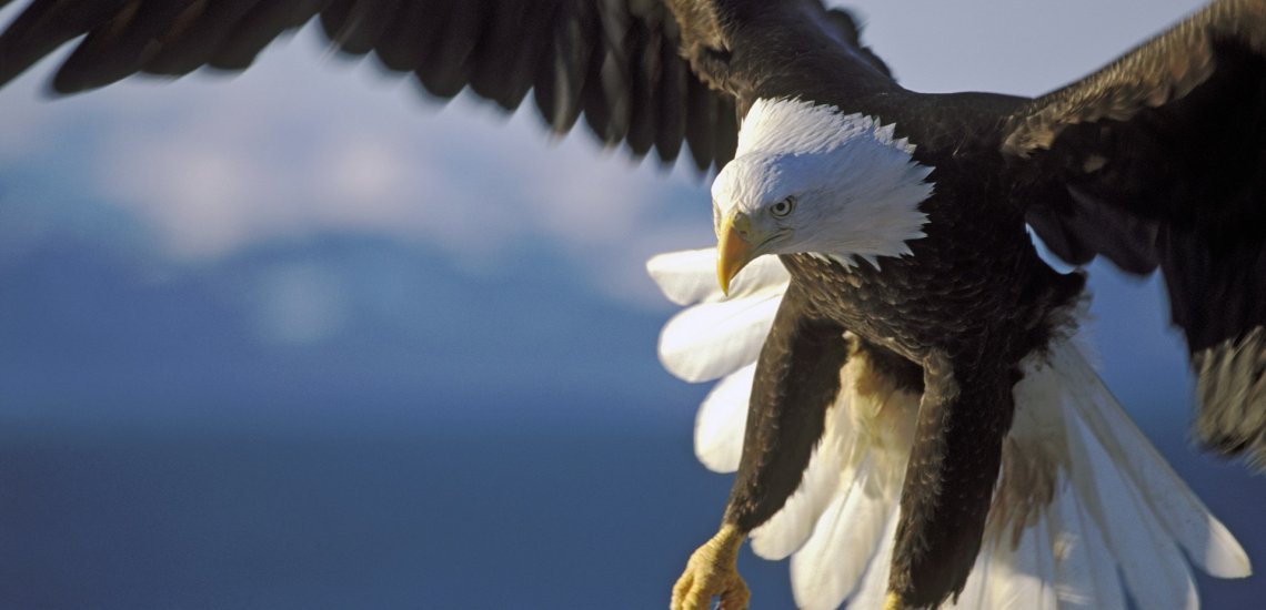 option_1_bald_eagle_c_rokopix_shutterstock