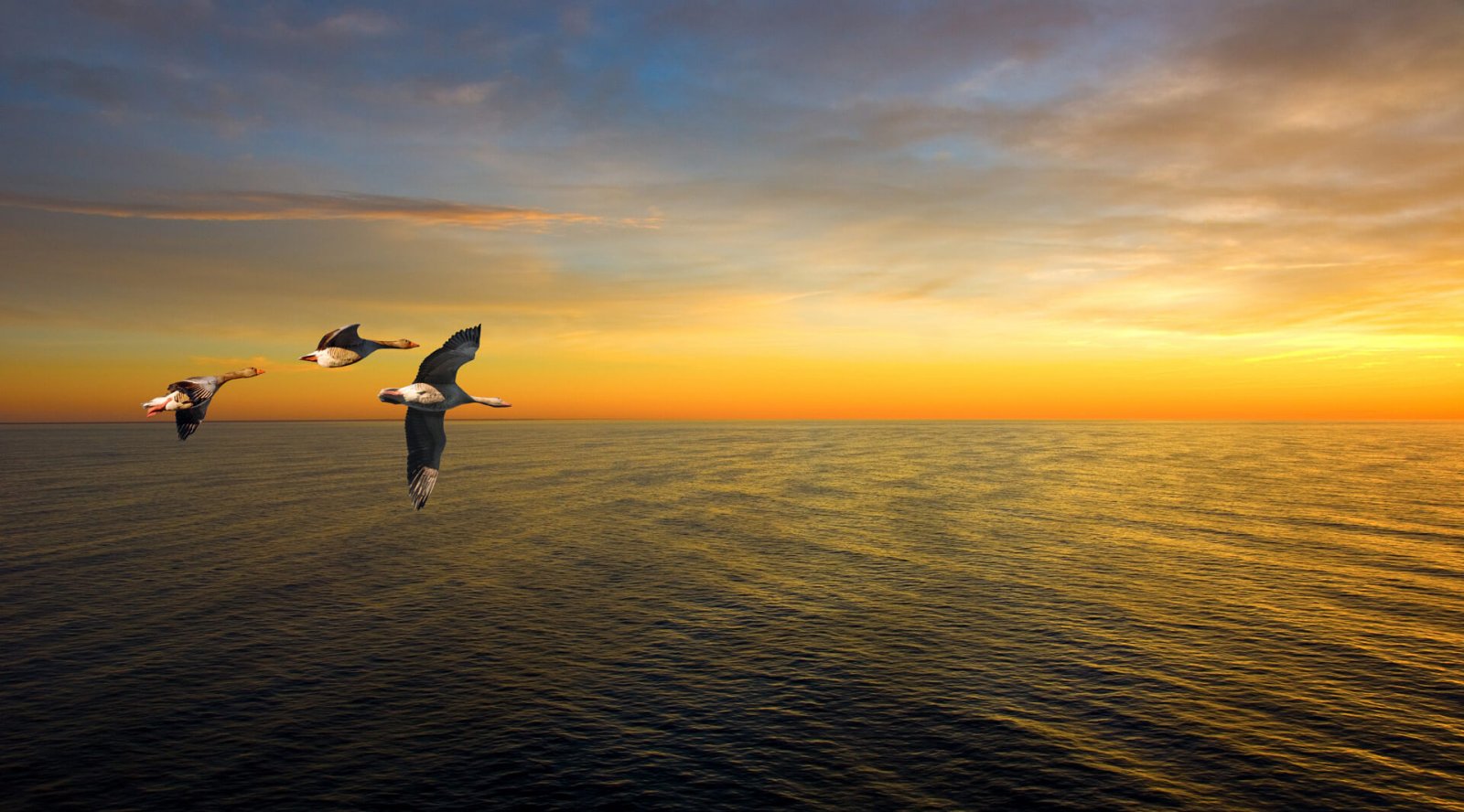 geese_in_flight_1