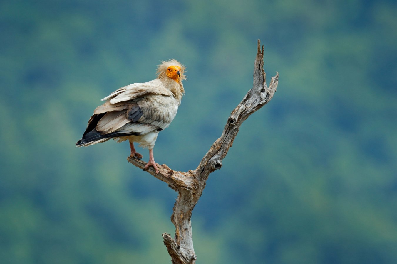 egyptian_vulture_website_slider_1_c_birdlife_europe_-_flight_for_survival_1