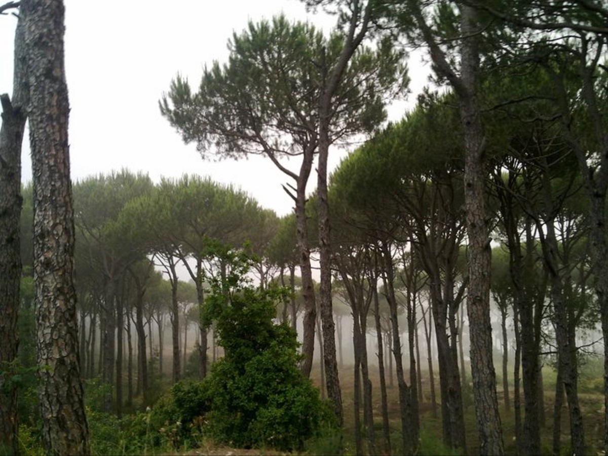 Ras_Al-matn_pine_forest-Lebanon