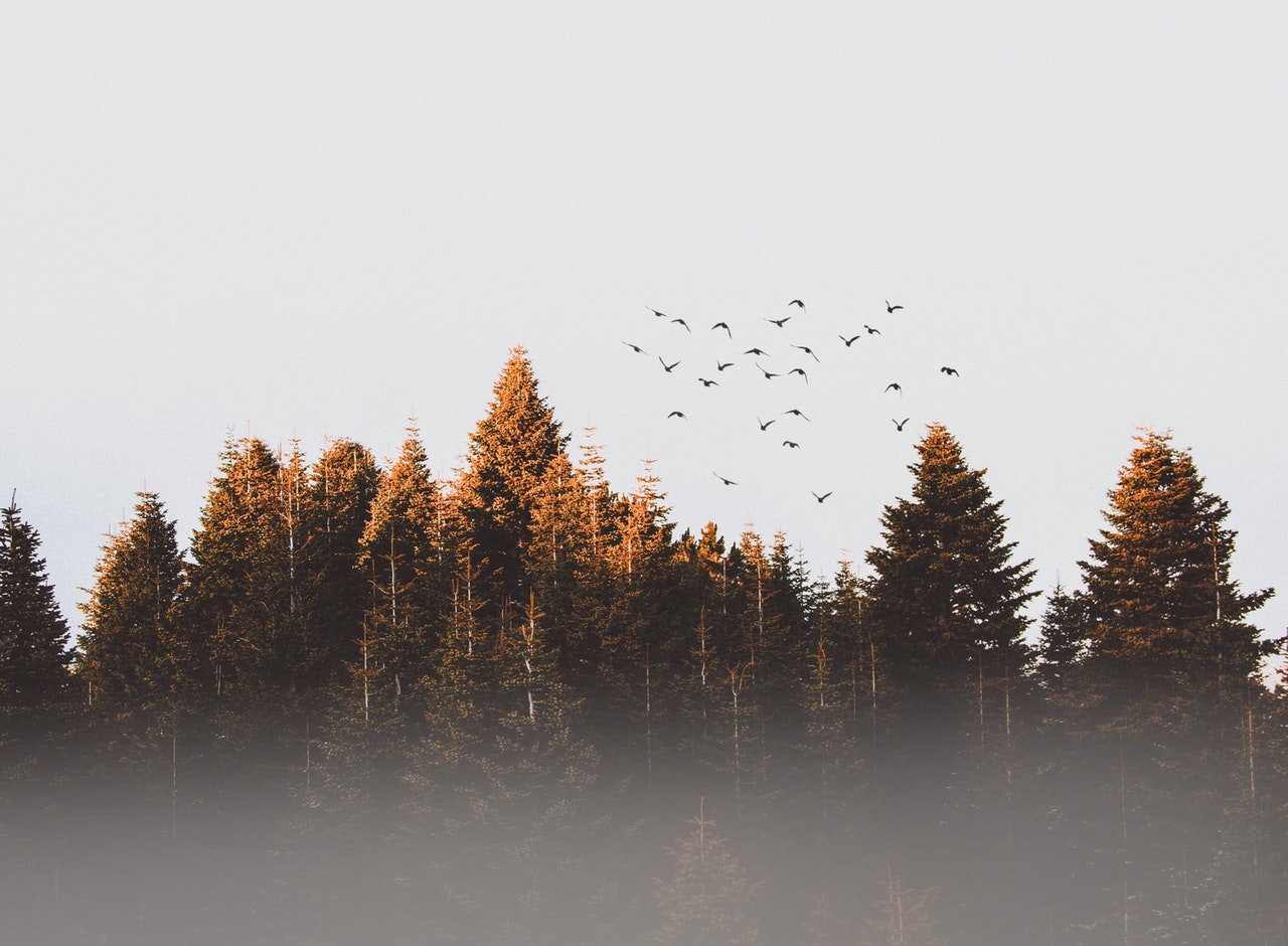 Top 5 Things to Keep in Mind When You Go Bird Watching in Lebanon