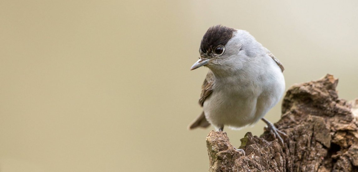 blackcap_website_slider_2_c_birdlife_europe_-_flight_for_survival