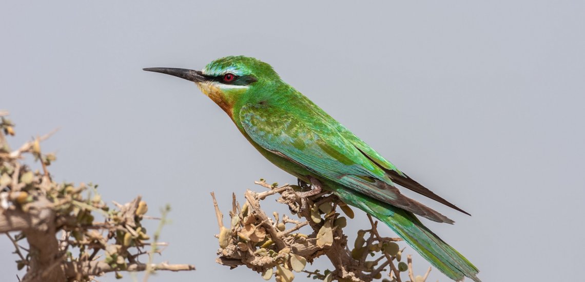 blue-cheeked_bee-eater_a.al-sirhan_kuwait_24-10-2007_mg_2363