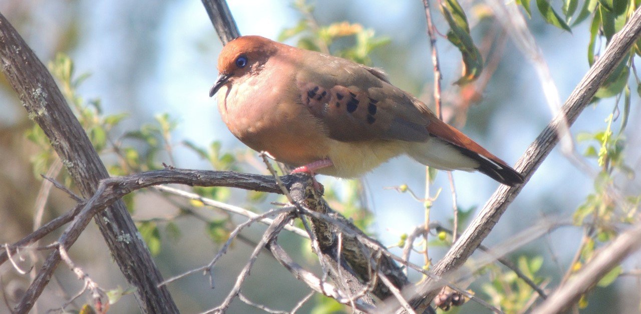 blue-eyed_ground-dove