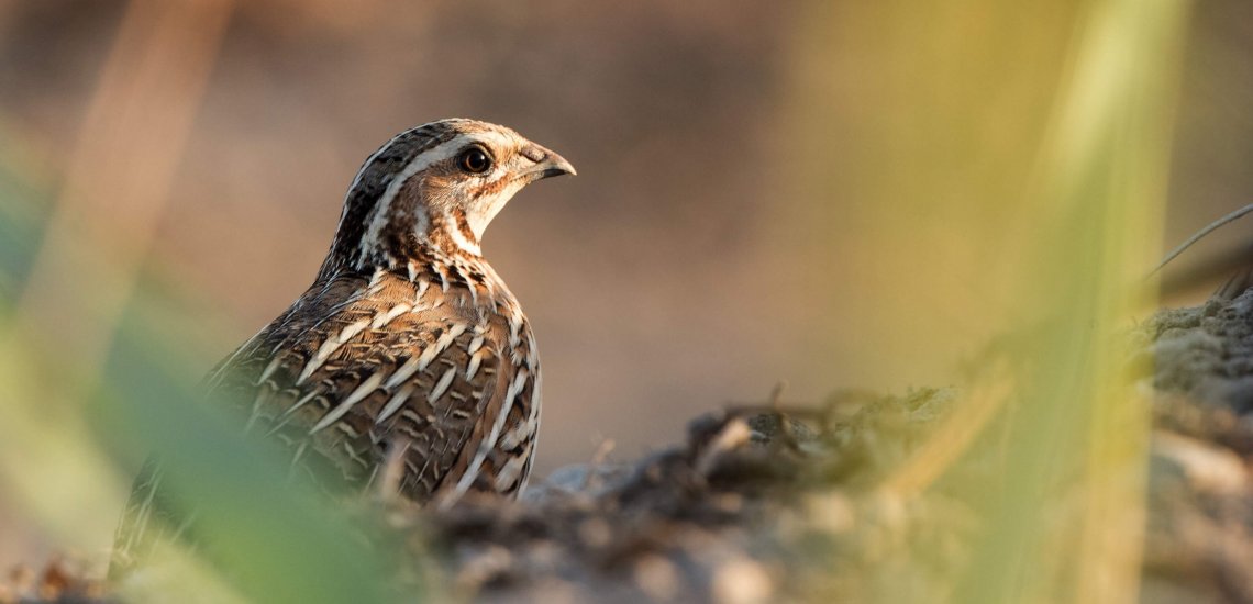 common_quail_website_slider_1_c_birdlife_europe_-_flight_for_survival