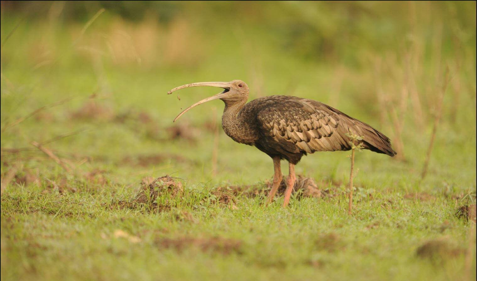 giant_ibis_jc_eames_1_0