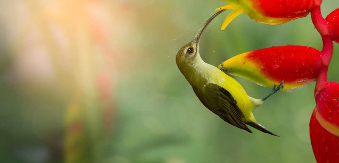 little_spiderhunter_c_noicherrybeans_shutterstock_smaller_1