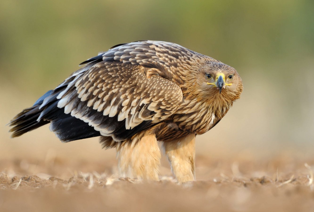 imperial_eagle_website_slider_2_c_birdlife_europe_-_flight_for_survival_1