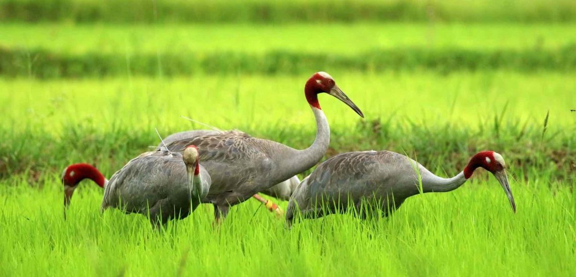 sarus-crane-913437_1_1_0
