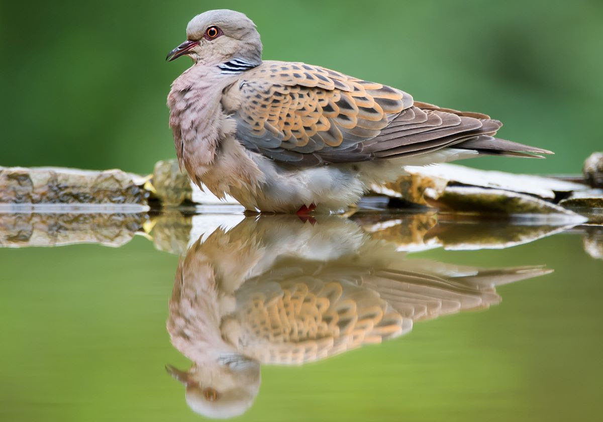 turtle-dove