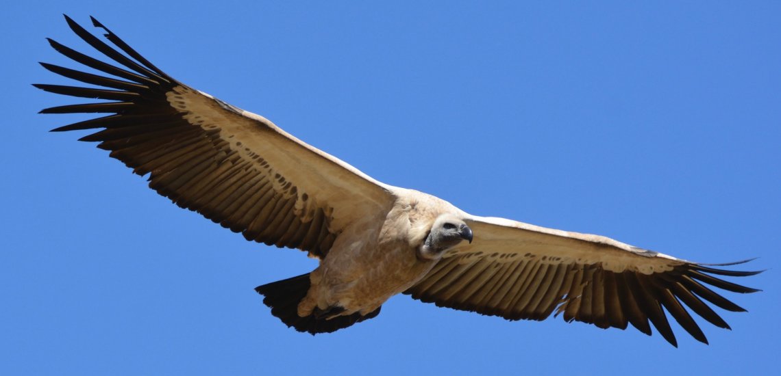 white-backed_vulture