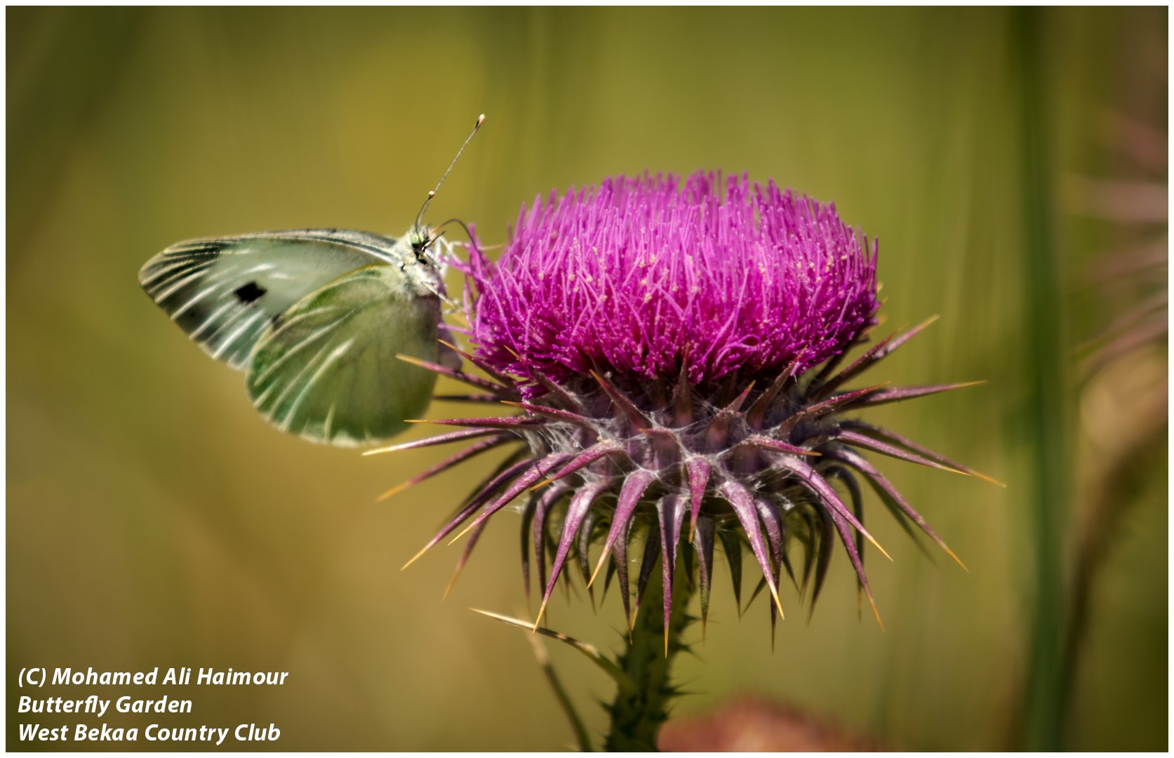 Butterfly-Garden-Butterfly-on-Flower--S--2019-05-11