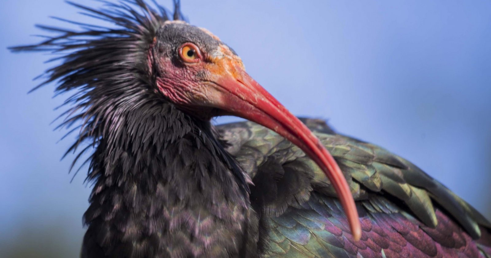 northern_bald_ibis_c_fireglo_shutterstock_cropped_1