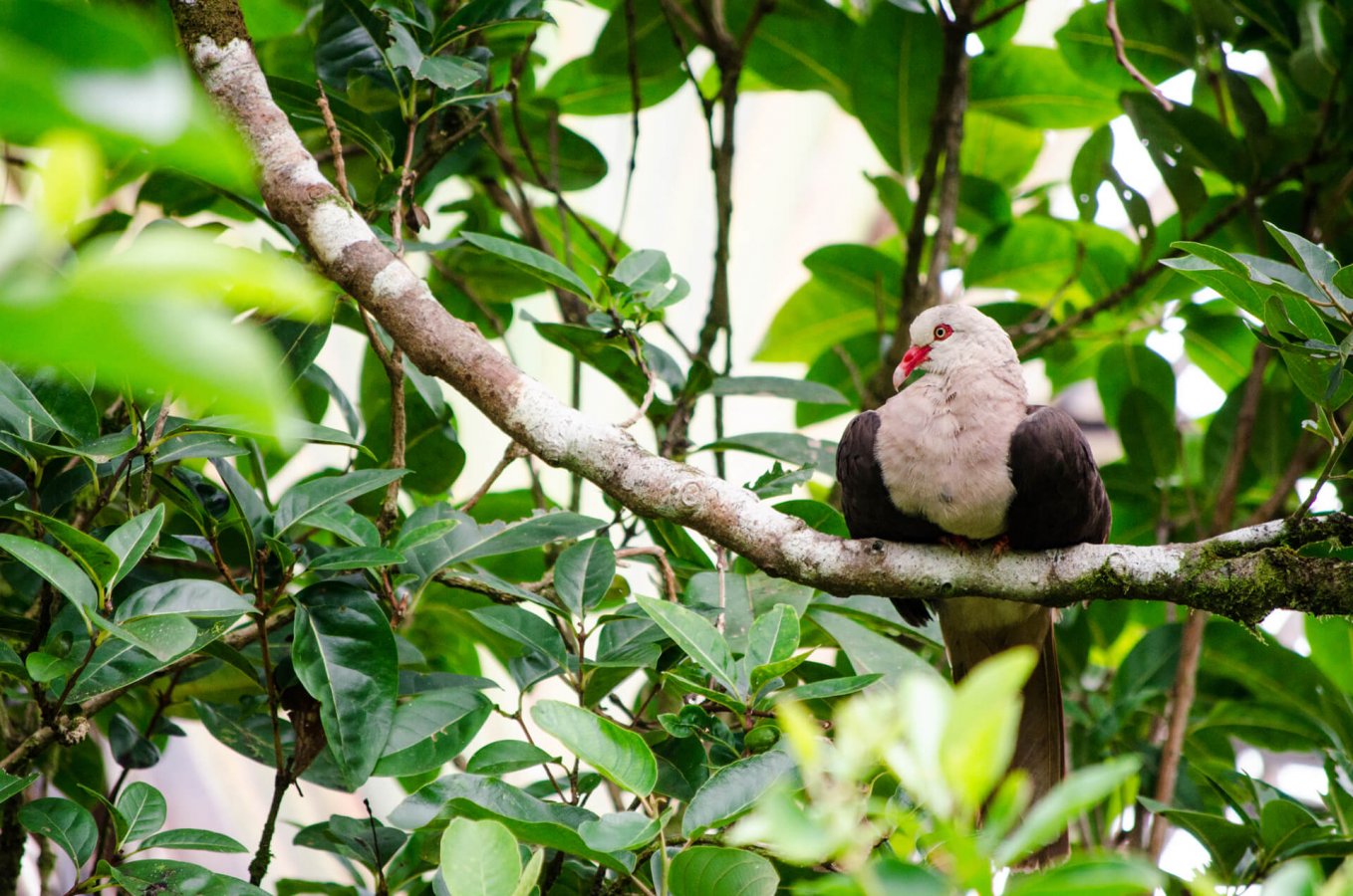 pink_pigeon_c_stellar_photography_shutterstock_smaller_1