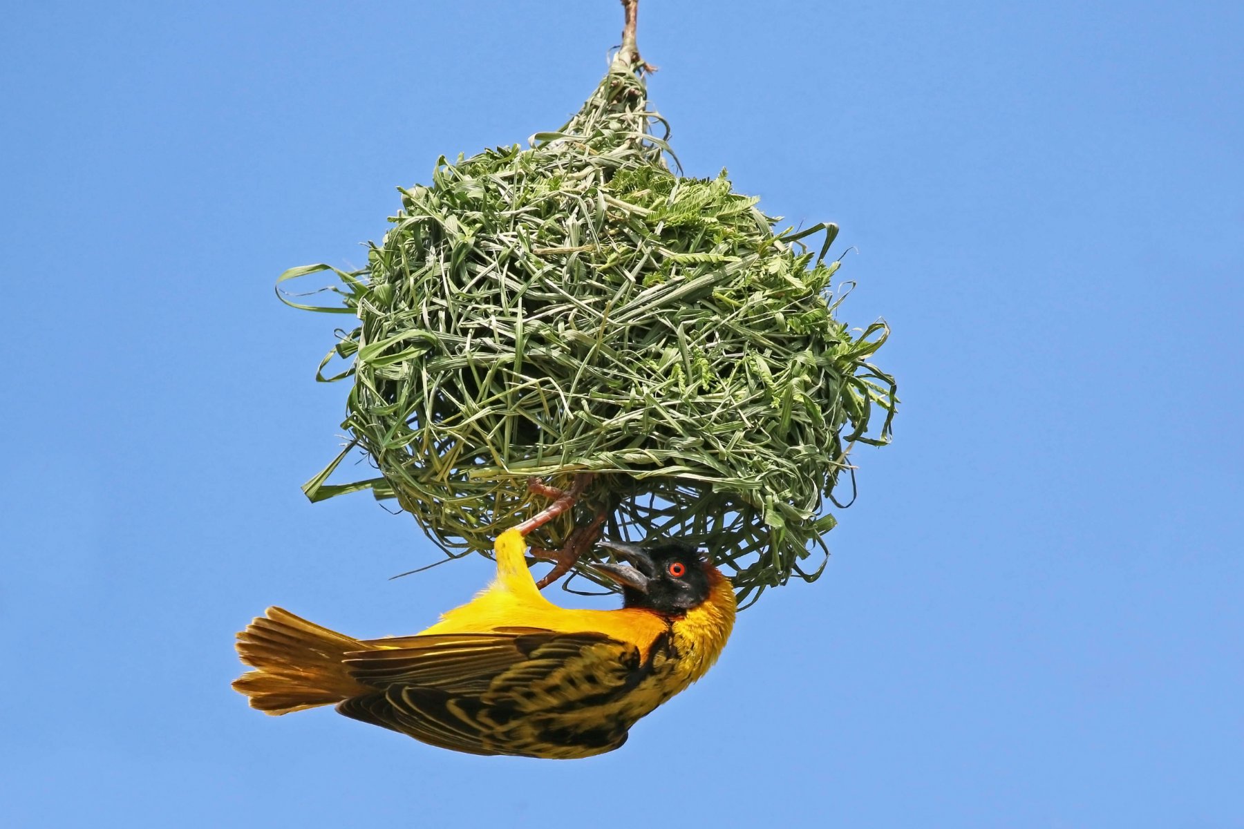village_weaver_c_sharp_photography