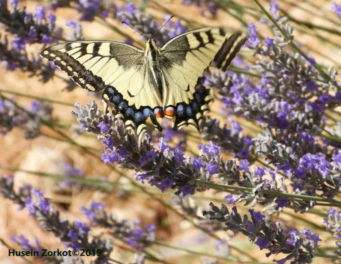 Swallowtail-1-Husein-Zorkot