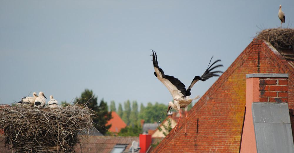 White-Stork-Germany_European-Stork-Village-Network©Jan-Schormann