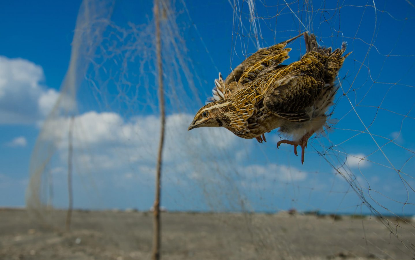 common_quail_illegal_trapping_in_egypt_c_watter_albahry_smaller