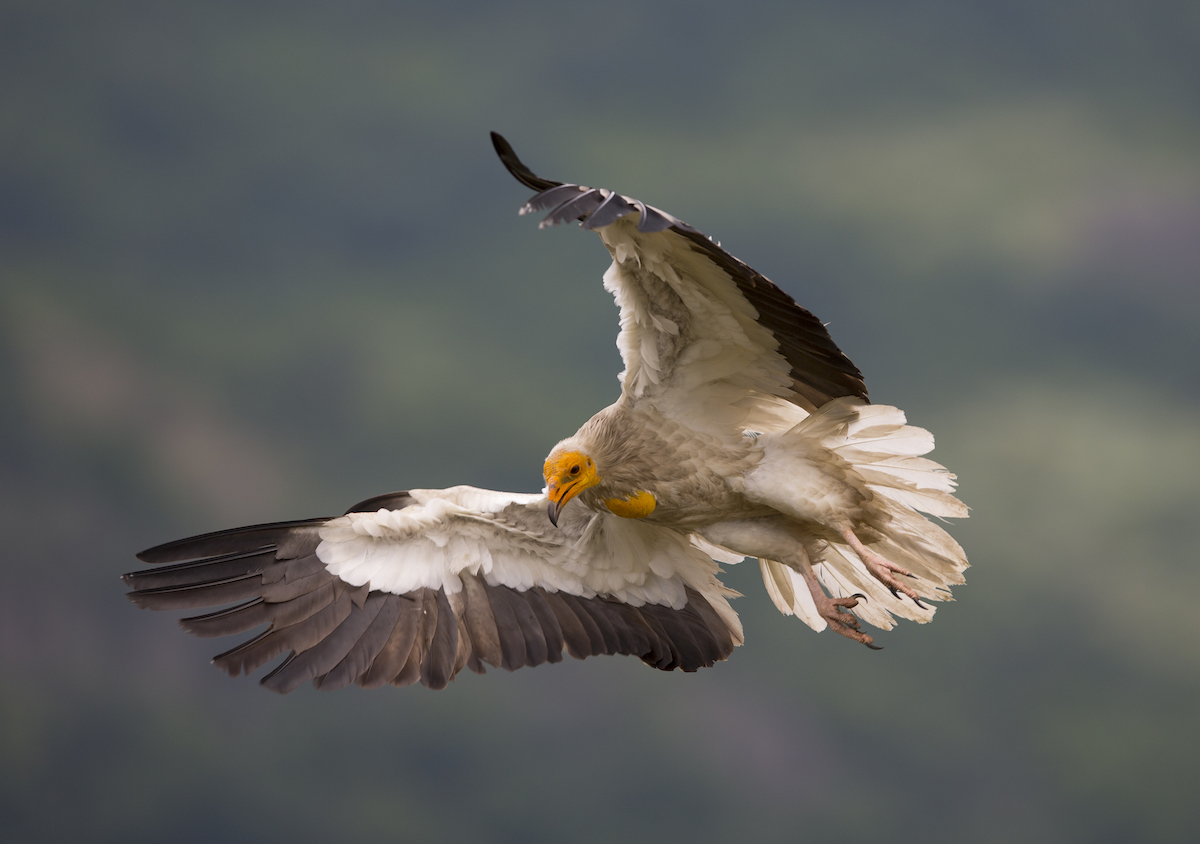 EgyptianVulture_BSPB_Bogdan_Boev