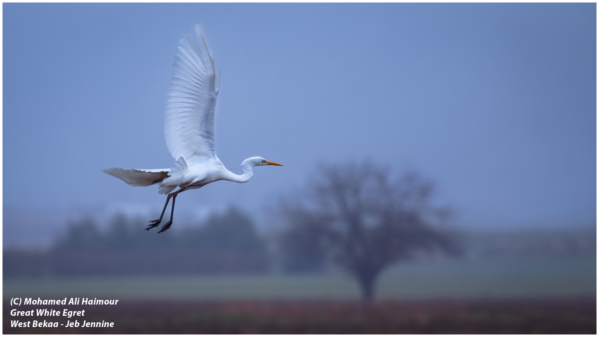 Great-Egret--M_Haimour-2019