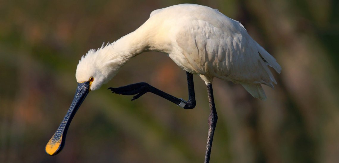 eurasian_spoonbill_c_ondrej_prosicky_shutterstock_2