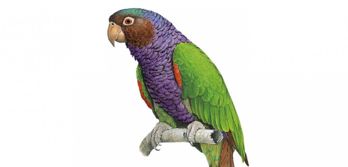 imperial_amazon_snip_cropped