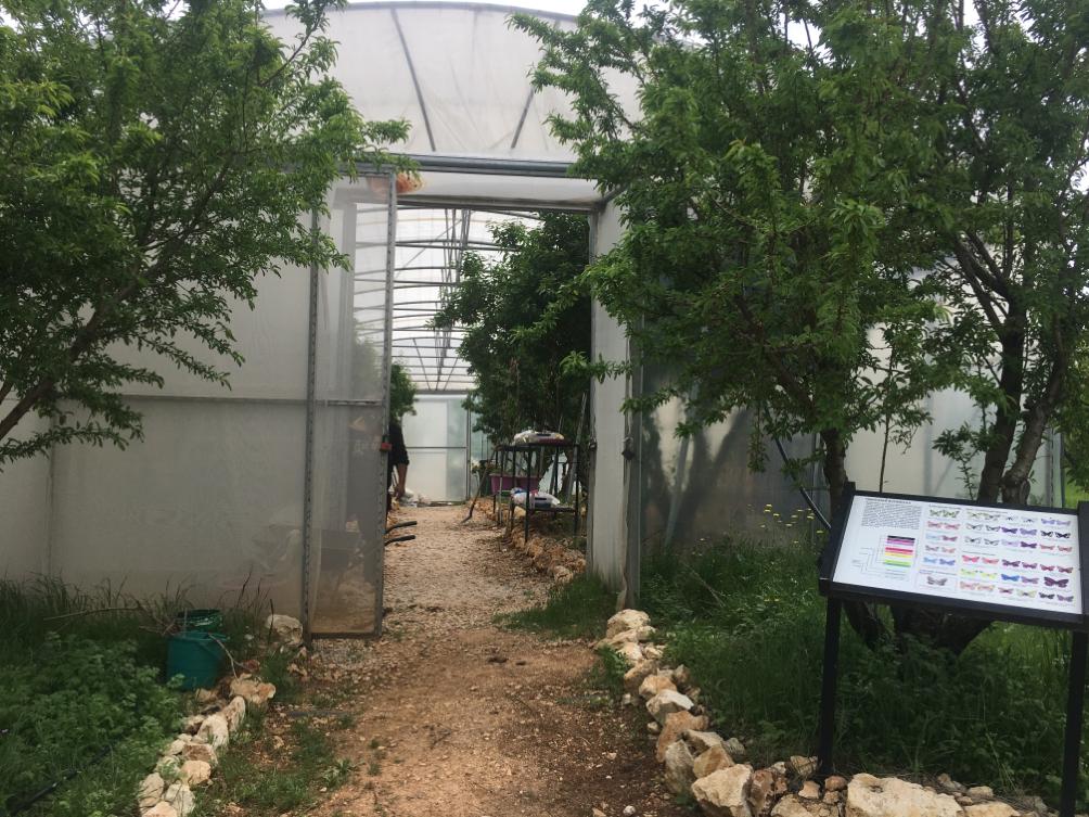 Our Project now is to benefit from 6000 meter land provide to us from our partner West Bekaa Country Club , in planting many kinds of Vegetables and fruits to be a standard agricultural land for all hima farm