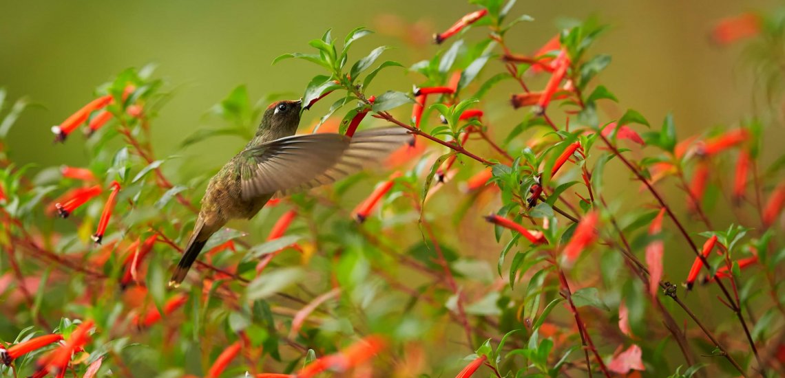 blossomcrown_c_martin_mecnarowski_shutterstock_2