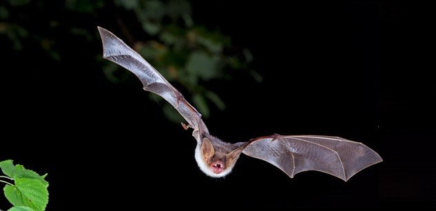 greater_mouse-eared_bat_c_c._robiller_naturlichter.de_2