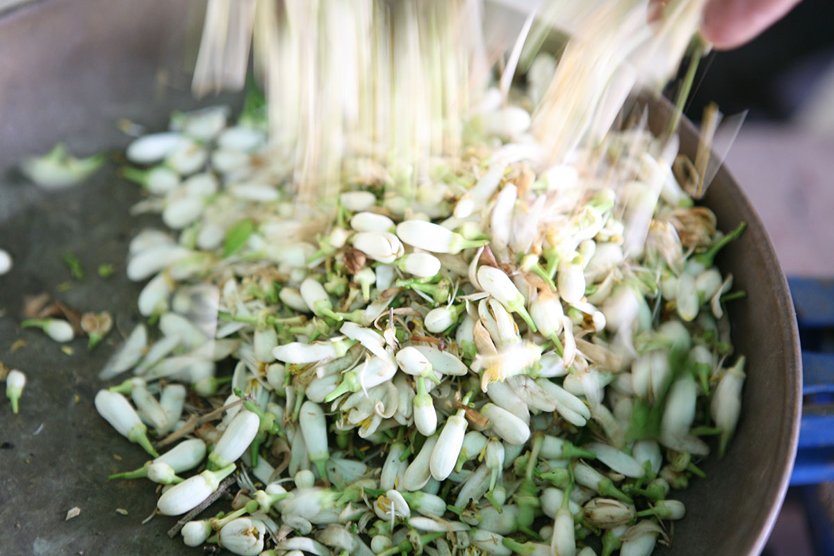 Making of Orange Blossom Water - Lebanon - Rooted Everyday Mediterranean Food Heroes