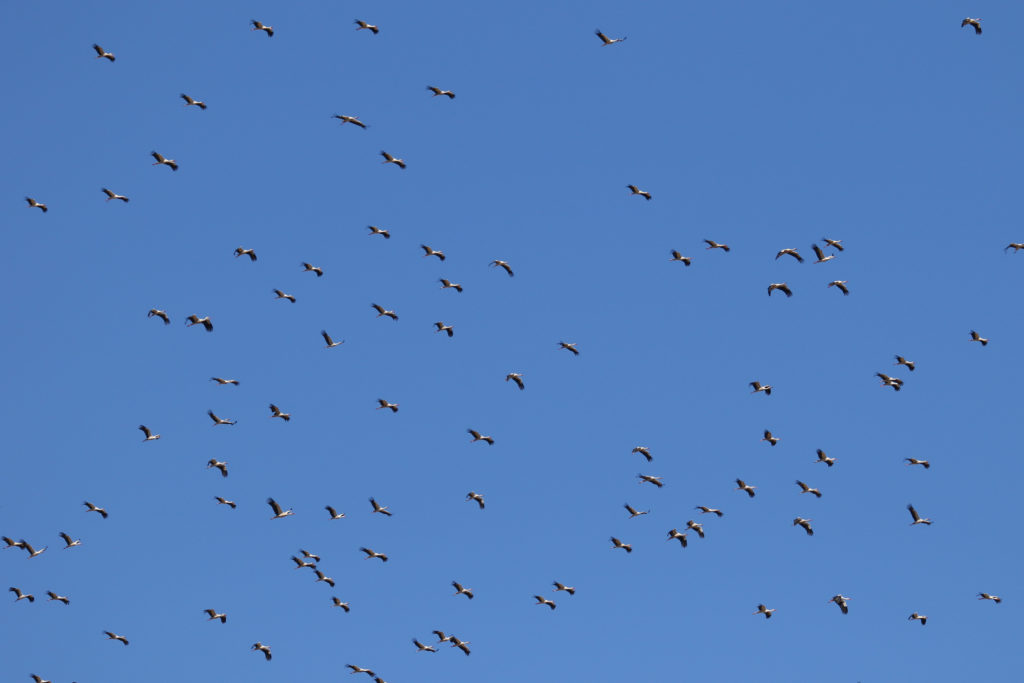 Whitestork_Lebanon_-Fouad-Itani-1-1024x683