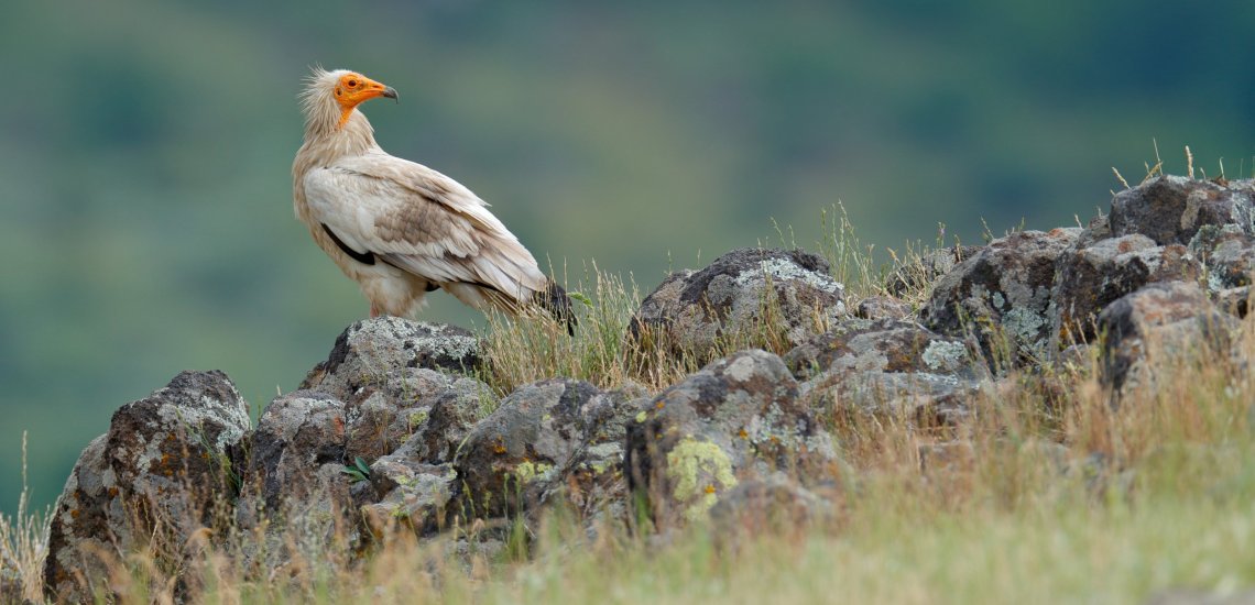 egyptian_vulture_website_slider_3_c_birdlife_europe_-_flight_for_survival