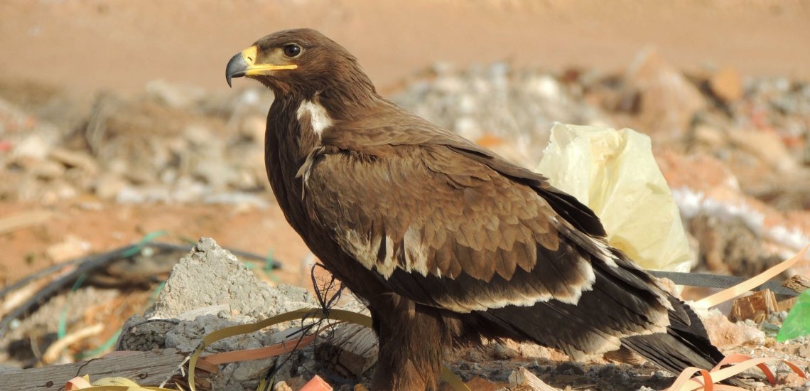 steppe_eagle_smaller_2
