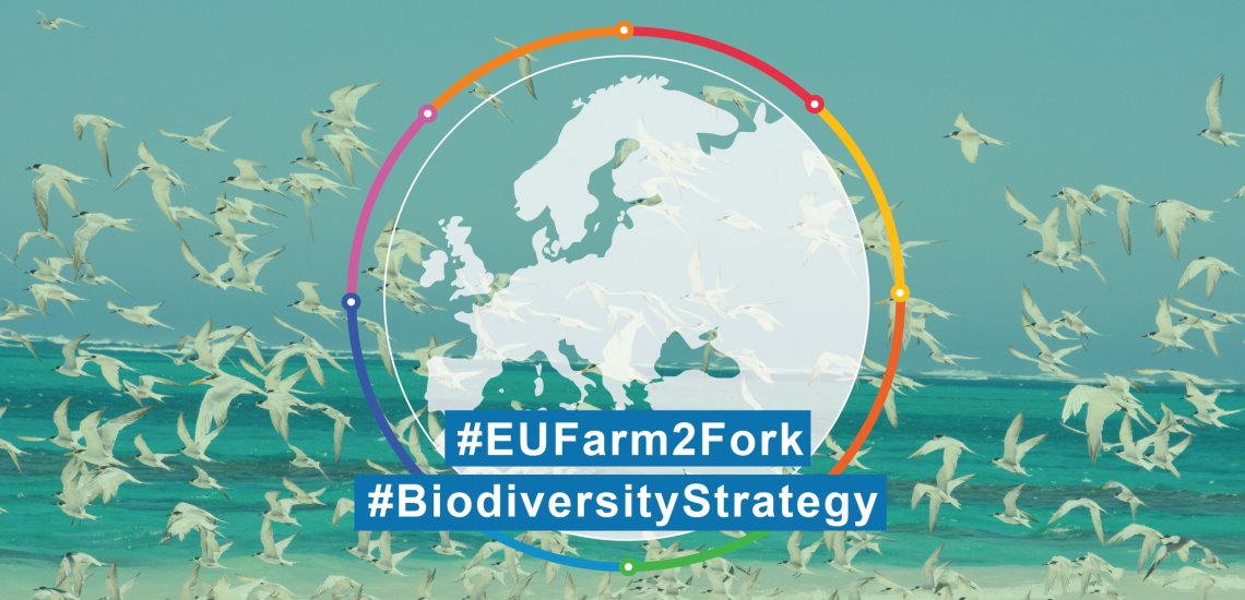 website_-_pr_eu_biodiversity_strategy-01