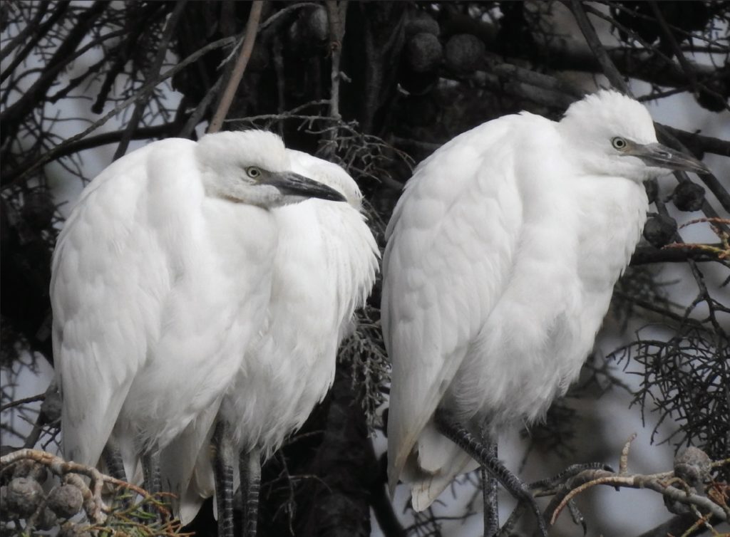 Updated checklist of the birds of Lebanon, with notes on four new