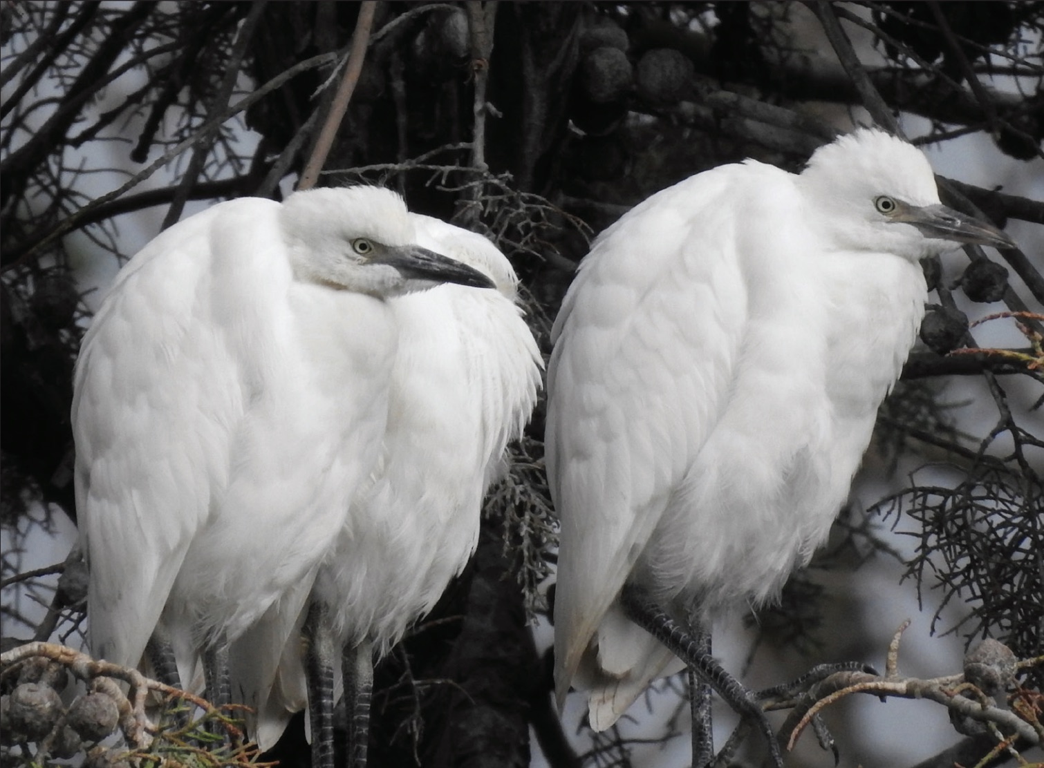 Cattle Egret chicks in nest, spring 2020; the first breeding record for Lebanon. © Ghassan Ramadan-Jaradi