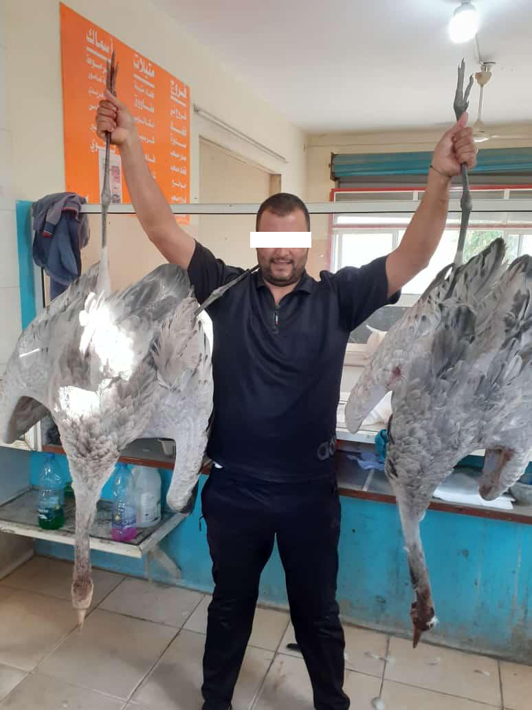 Poacher carrying two killed Common crane birds in Southern Lebanon 