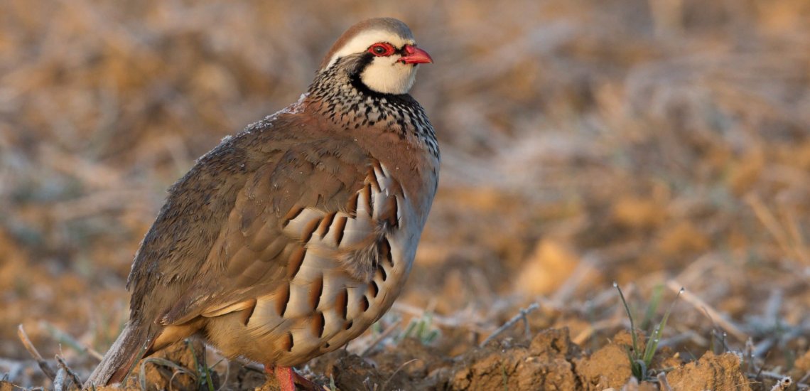 red-legged_partridge_c_pierre_dalous